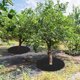 thumbnail image 5 of Uxcell 10 Pack Non Woven Tree Cover Rings,24.4 Inch Weed Fabric Cover,Apply To Tree Mulch Ring(Round Dark Green), 5 of 7