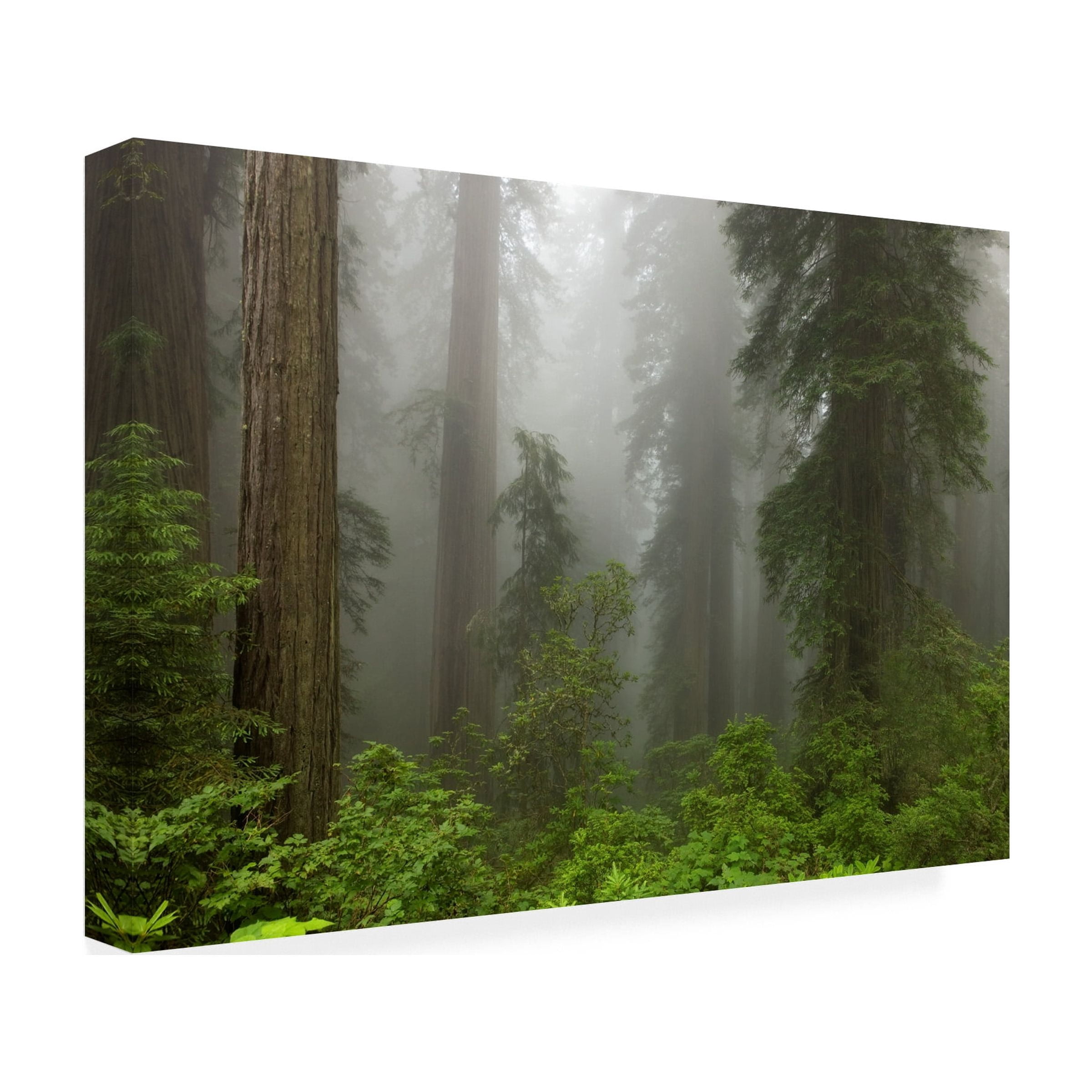 Trademark Fine Art 'Redwoods NP Fog' Canvas Art by Mike Jones Photo