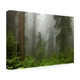 thumbnail image 4 of Trademark Fine Art 'Redwoods NP Fog' Canvas Art by Mike Jones Photo, 4 of 4