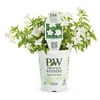 4.25 in. Grande White Flowers Endless Flirtation Browallia Live Plant (8-Pack)