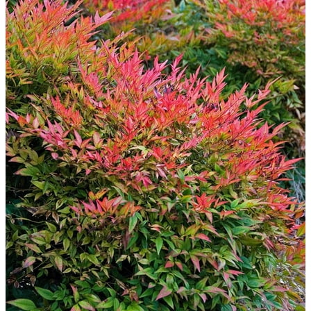 Gulf Stream Heavenly Bamboo - Nandina - 4" Pot