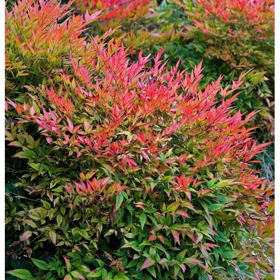 Gulf Stream Heavenly Bamboo - Nandina - 4" Pot