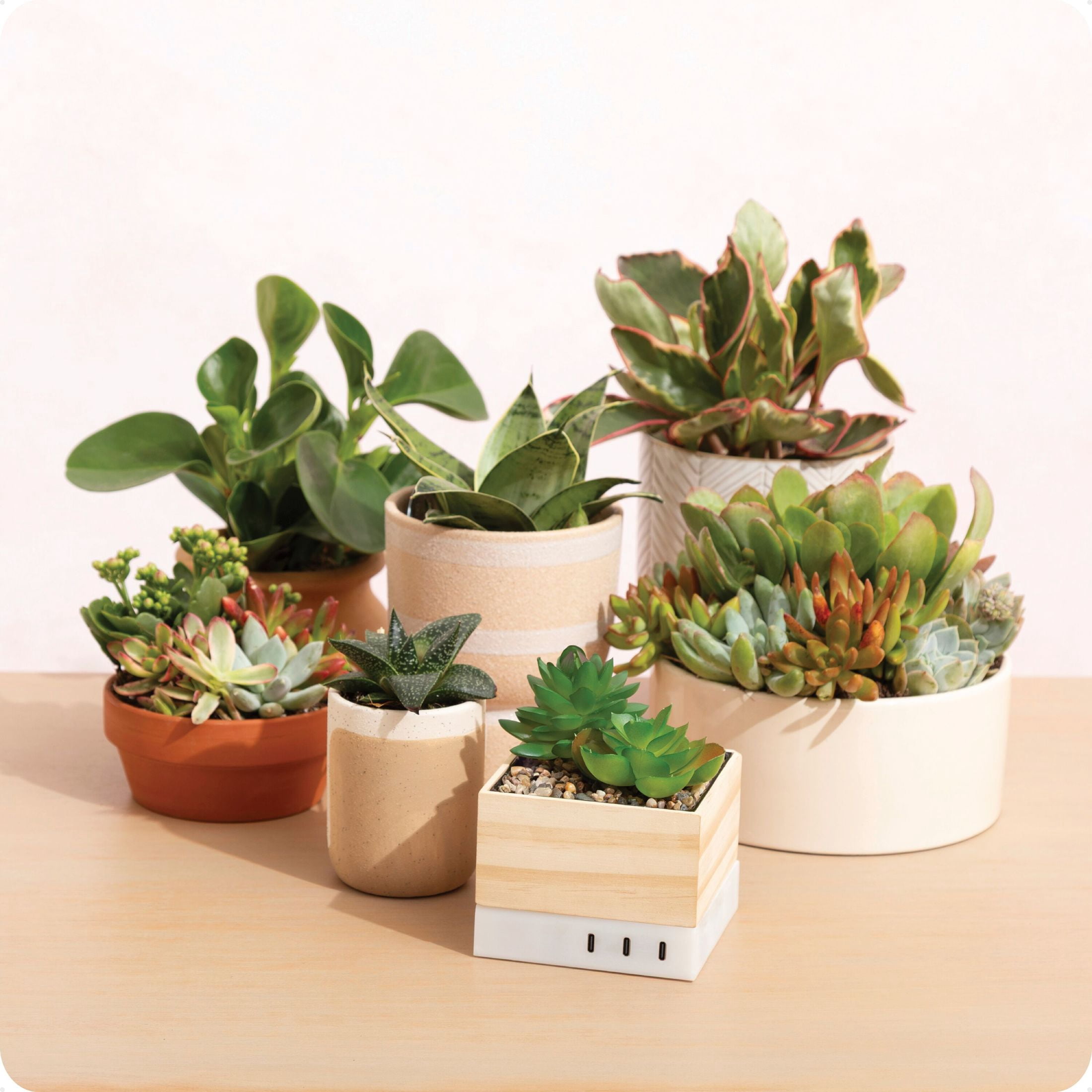 U Brands Desktop Charging Organizer, 5.4 x 3.9 x 3.9“, Succulent