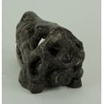 thumbnail image 3 of Velociraptor Dinosaur Head Fossil Statue Small 6.25 Inches Long, 3 of 4