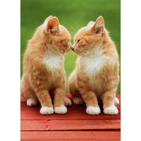Avanti Press Kittens Nose To Nose Funny Cat Friendship Card