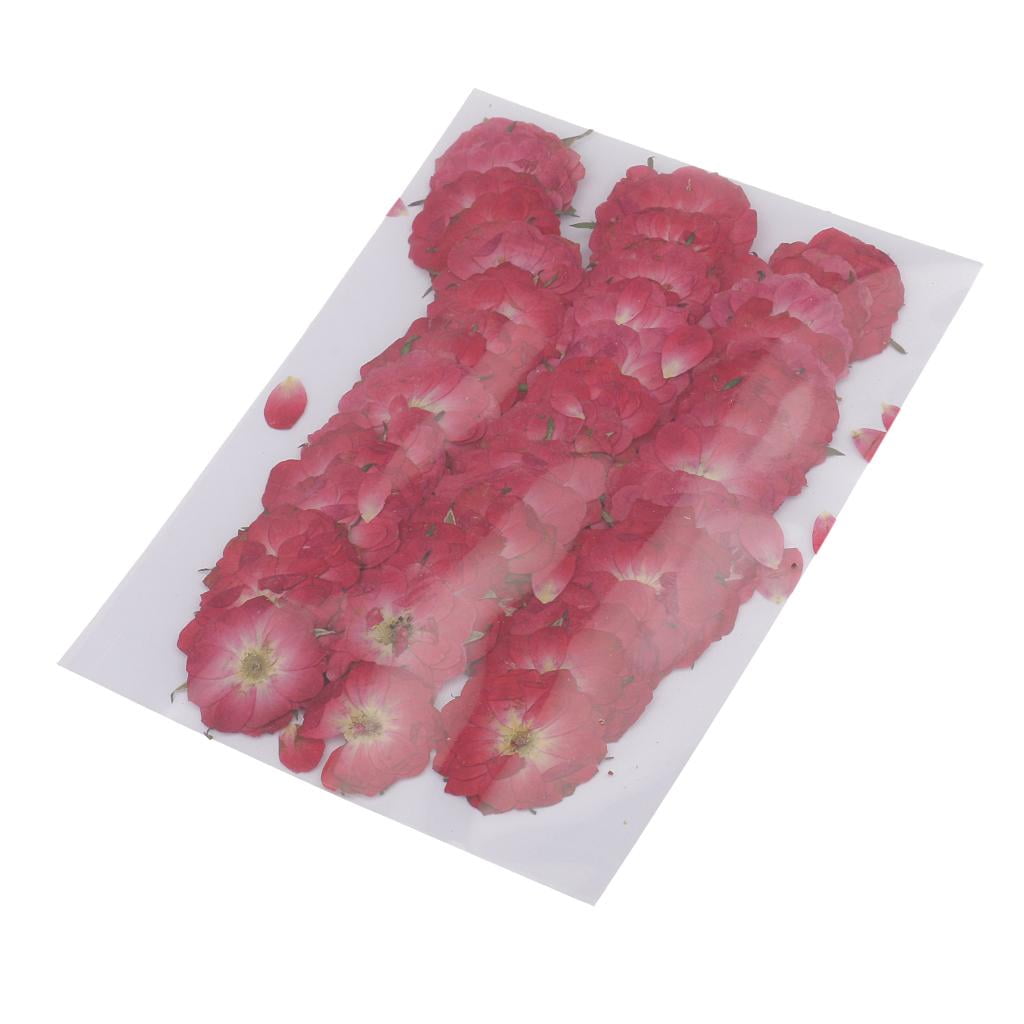 GUOOL 4-35pack 50pcs Beautiful Pressed Rose Flower Dried Flowers for 4 Pcs