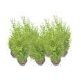 thumbnail image 3 of 7-PK Live Dwarf Lemon Cypress, Cupressus macrocarpa ‘Goldcrest Wilma,’ Live Indoor Tree, Houseplant, Garden Plant, Fragrant Plant, 4.5-in Pot(s), 3 of 6