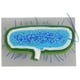 thumbnail image 1 of Modelo de bacteria 3D realista Modelo de célula Modelo de enseñanza Biología Modelos de células de enseñanza Mostrar modelos de células de bacterias Modelos anatómicos de células de bacterias, 1 of 8