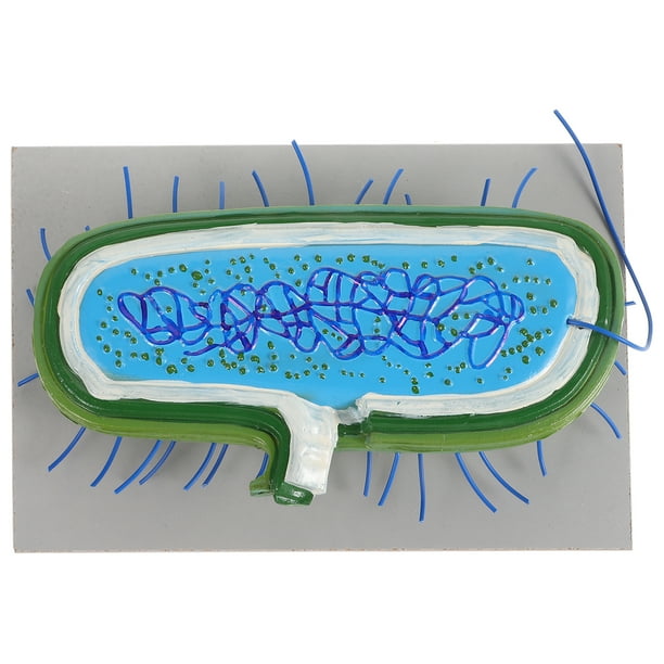 Modelo de bacteria 3D realista Modelo de célula Modelo de enseñanza Biología Modelos de células de enseñanza Mostrar modelos de células de bacterias Modelos anatómicos de células de bacterias