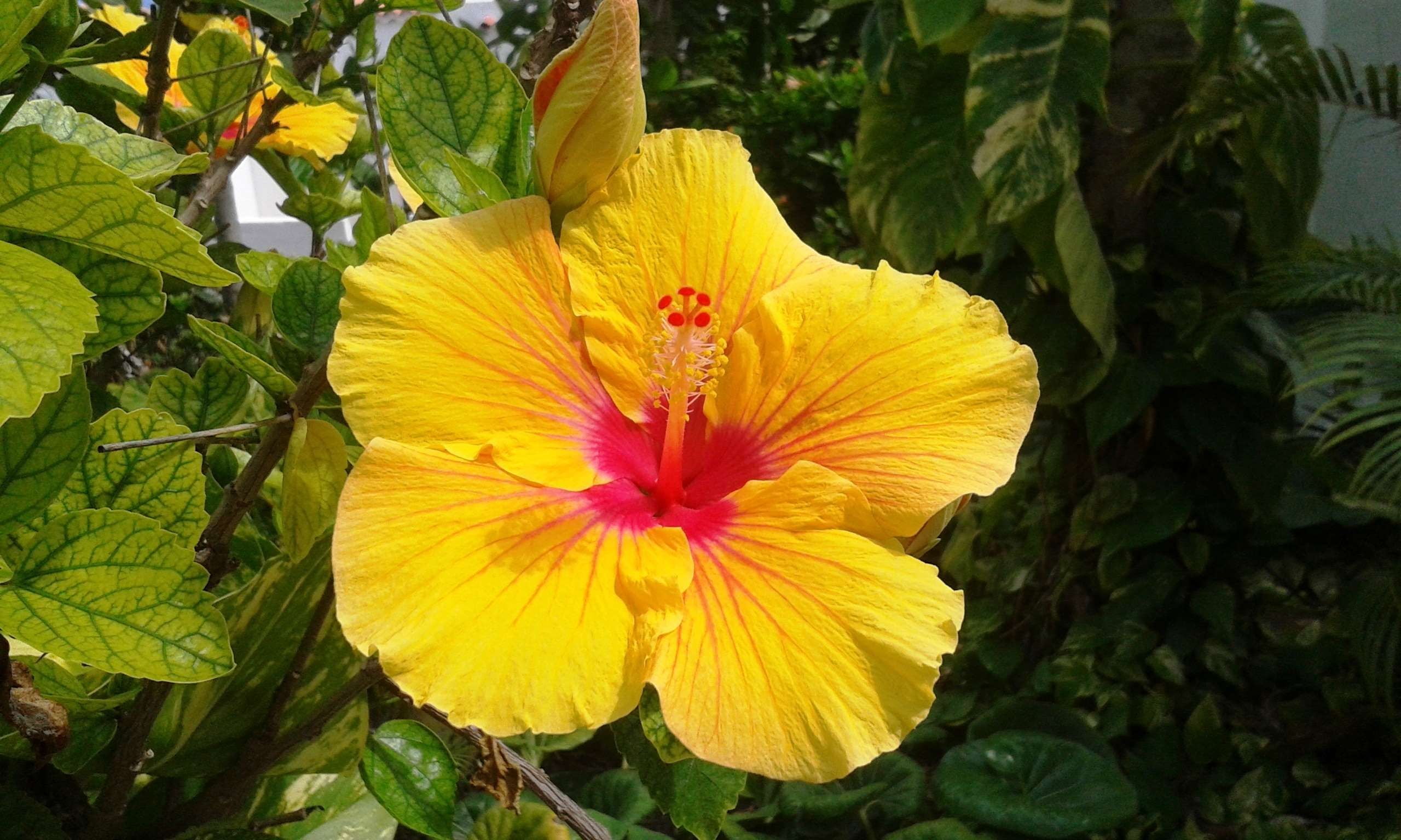 HAWAIIAN YELLOW HIBISCUS PLANT CUTTING GROW HAWAII