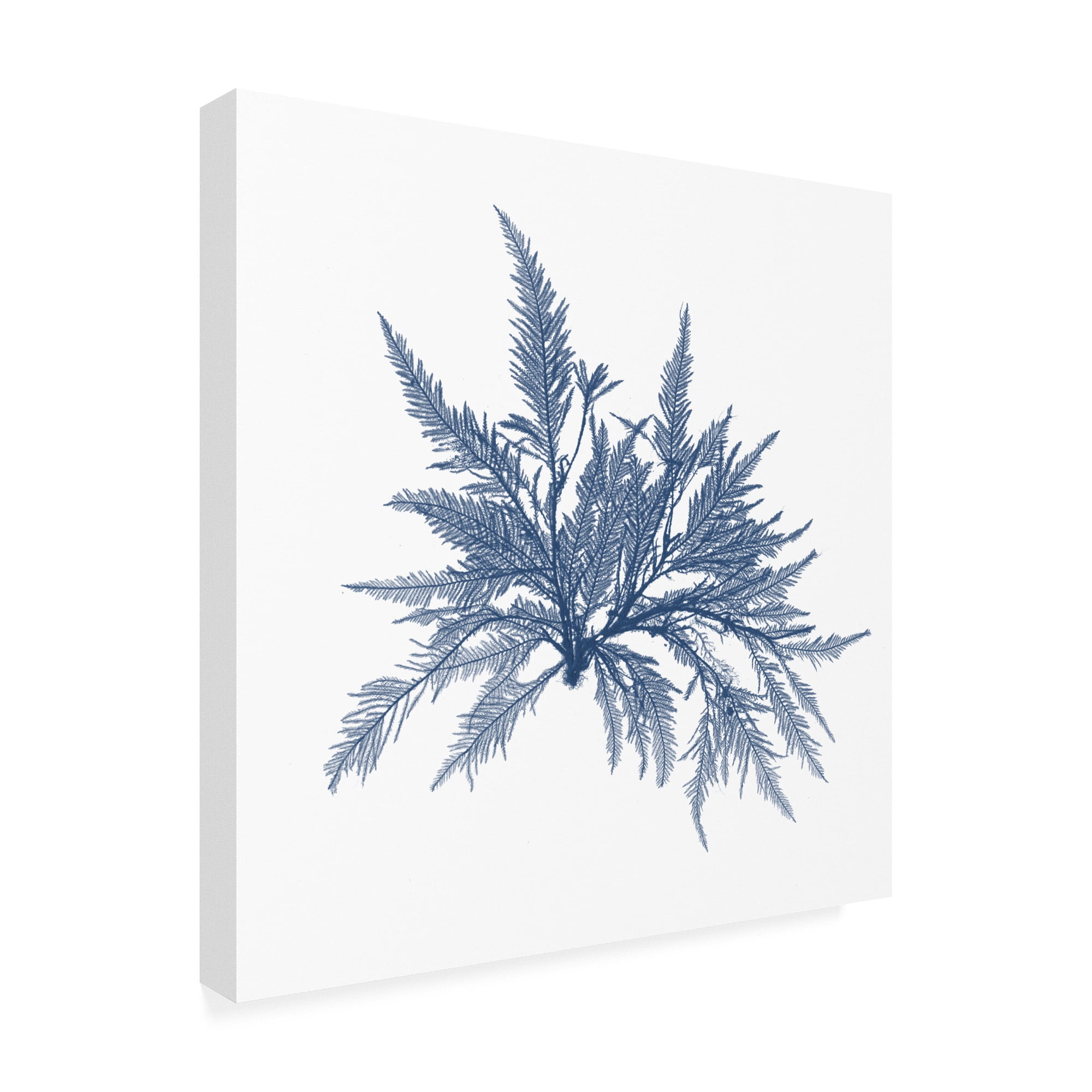 Trademark Fine Art 'Navy Seaweed V' Canvas Art by Vision Studio
