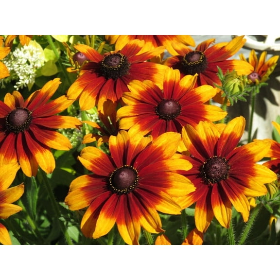 Summerina Coneflower Seeds, 50 Ct, Echinacea Perennial Flower Seeds, USA Grown