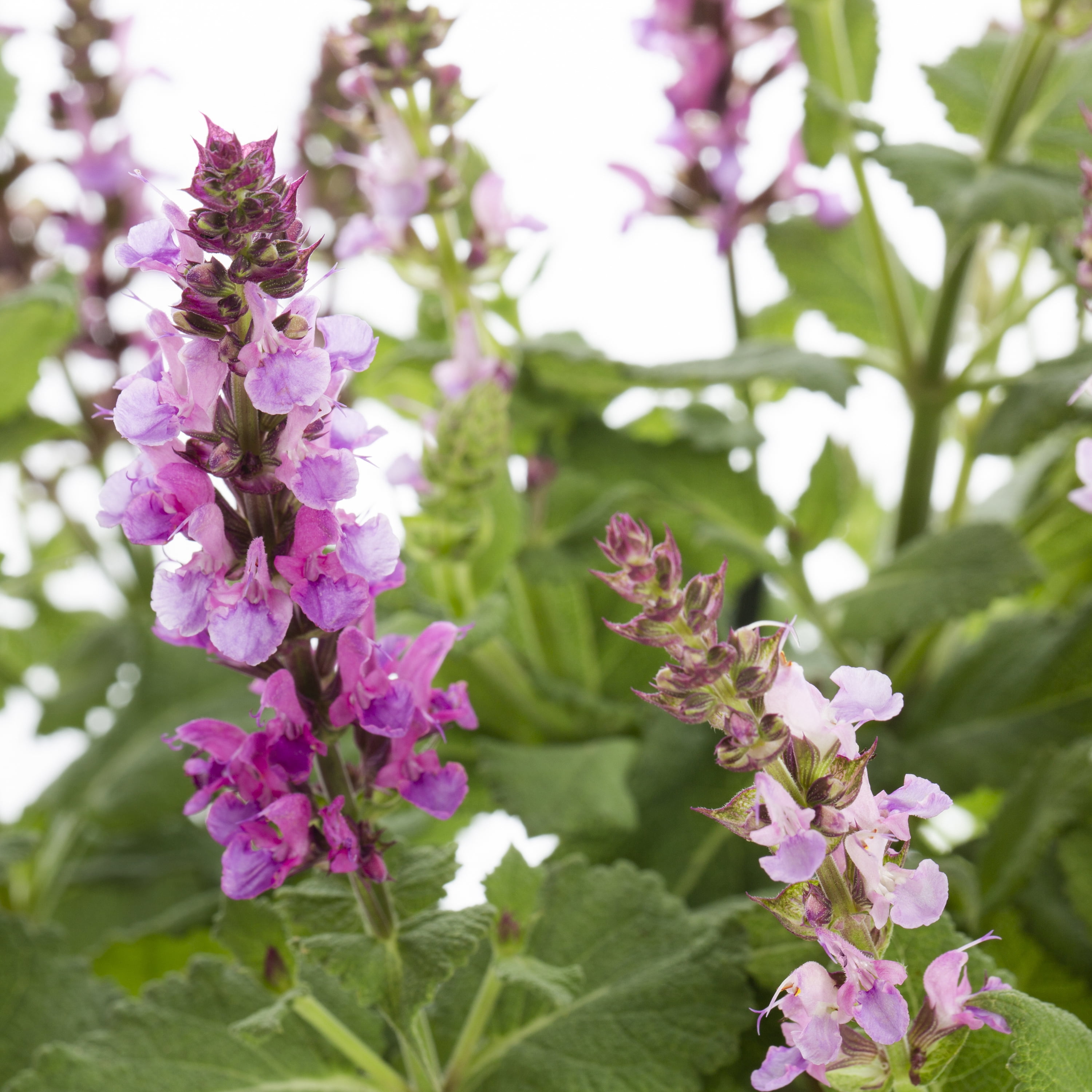 Better Homes & Gardens 2.5QT Multicolor Salvia