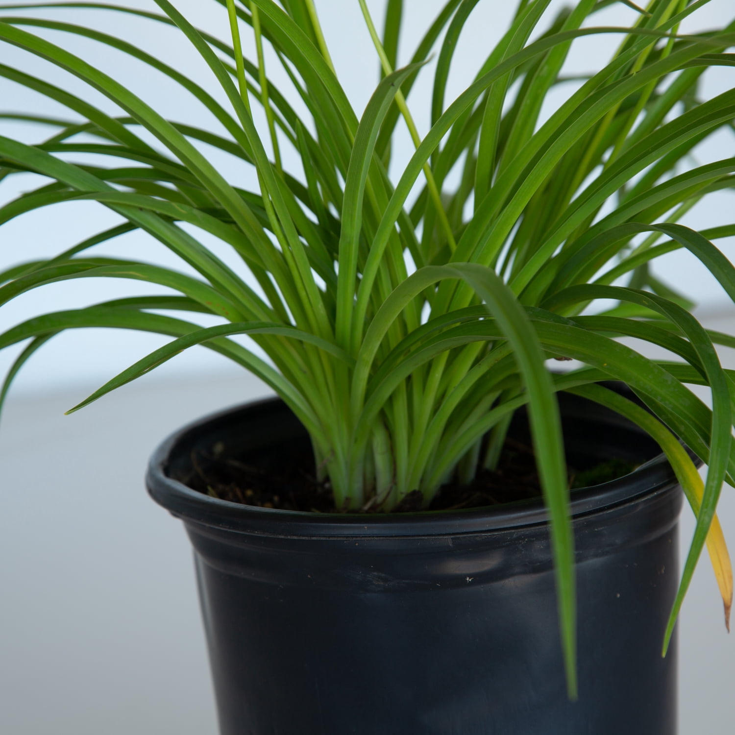 Expert Gardener Stella De Oro Daylily Live Outdoor Plant, 2.5 qt Grower Pot, Yellow Blooming Perennial, Full Sun