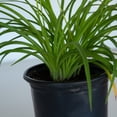 thumbnail image 6 of Expert Gardener Stella De Oro Daylily (2.5 Quart) Yellow Blooming Perennial - Full Sun Live Outdoor Plant, 6 of 9