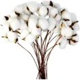 thumbnail image 1 of Rama de algodón Tallo natural Granja Flores secas Ramas de algodón Planta de algodón Flores secas artificiales (20 piezas), 1 of 6