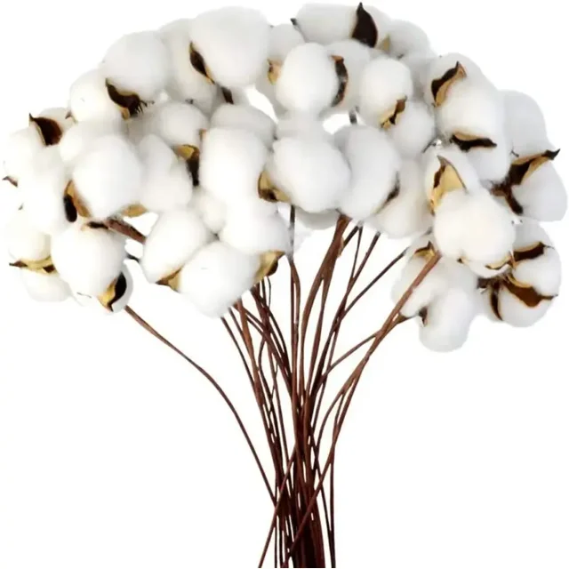Rama de algodón Tallo natural Granja Flores secas Ramas de algodón Planta de algodón Flores secas artificiales (20 piezas)