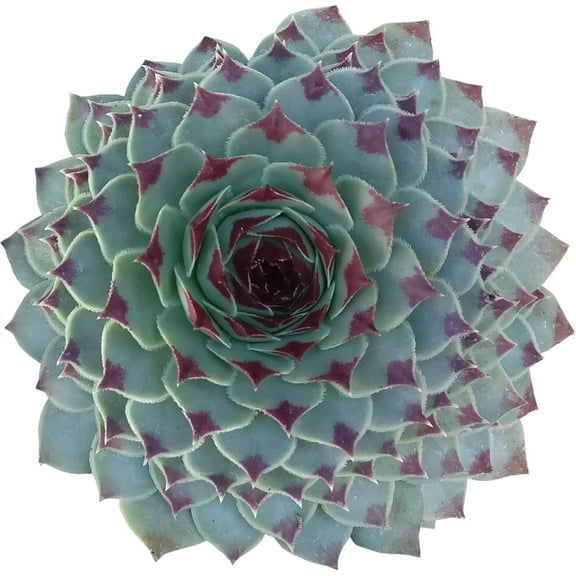 Sempervivum Calcareum (2"  Plastic Pot) - Tiny, Lovely, Easy to Care Succulent for Beginners - Live Healthy Succulent - Best Indoor Plant