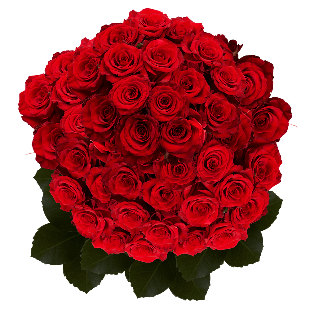 150 X Long Stems of Red Paris Roses Fresh Flower Delivery