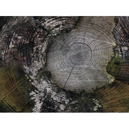 Canvas Print Abstract Tree Cutting Down Cut Down Butt Stretched Canvas 10 x (Best Axe For Cutting Down Trees)