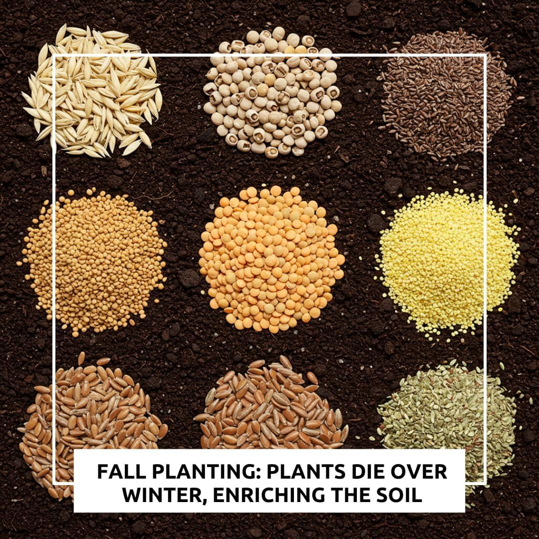 9 Seed No-Till Cover Crop Mix - Non-GMO Seeds - Boosts Soil Health - 5 lb Blend with Oats, Cowpeas, Lentils, Millet, Radish, Flax, Turnips, Mustard & Fenugreek (5 Pounds)