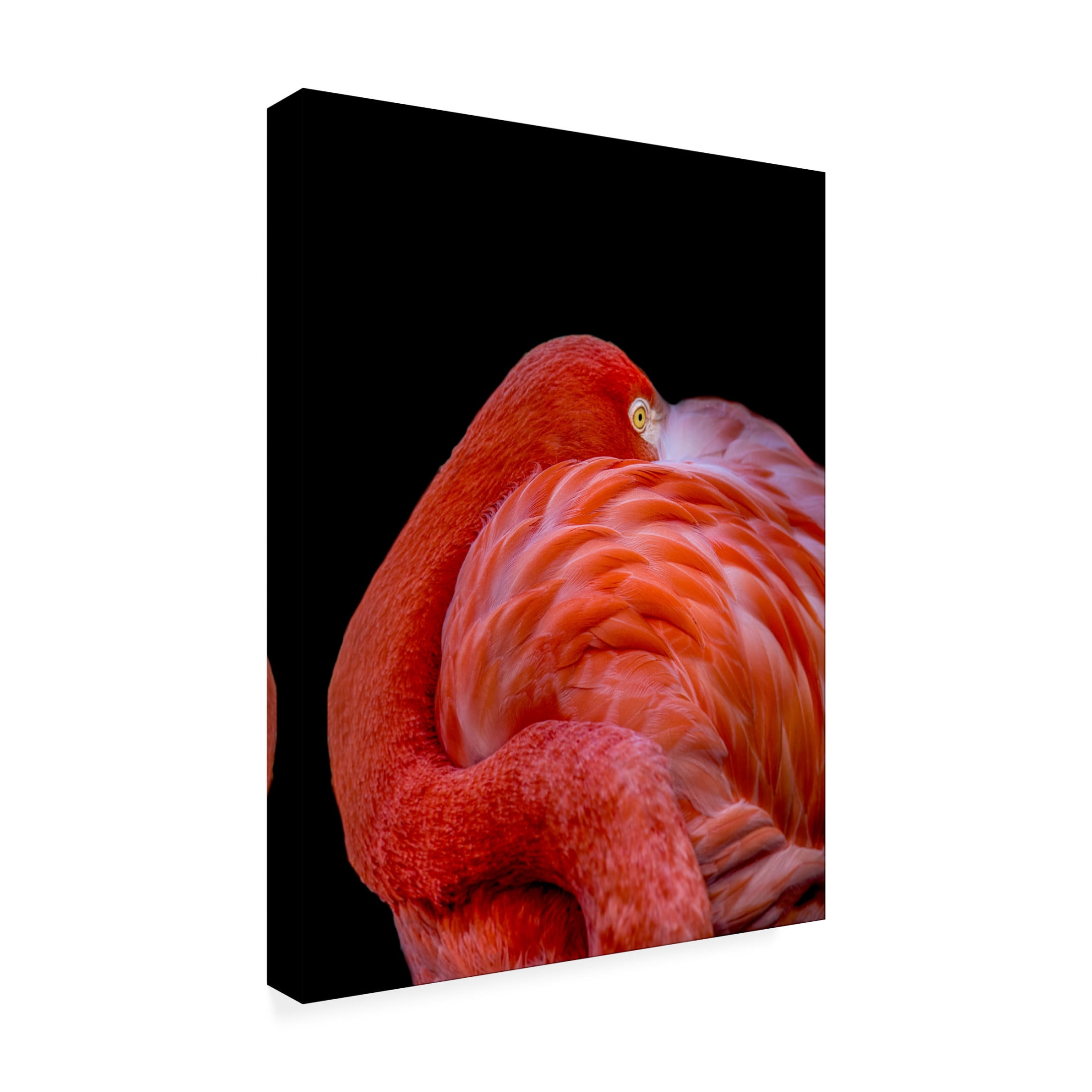 Canvas Wall Art - Chris Coenders 'Flamingo' Wall Art for Living Room, Bedroom, or Office D?cor by Trademark Fine Art - 24 x 32 Inches