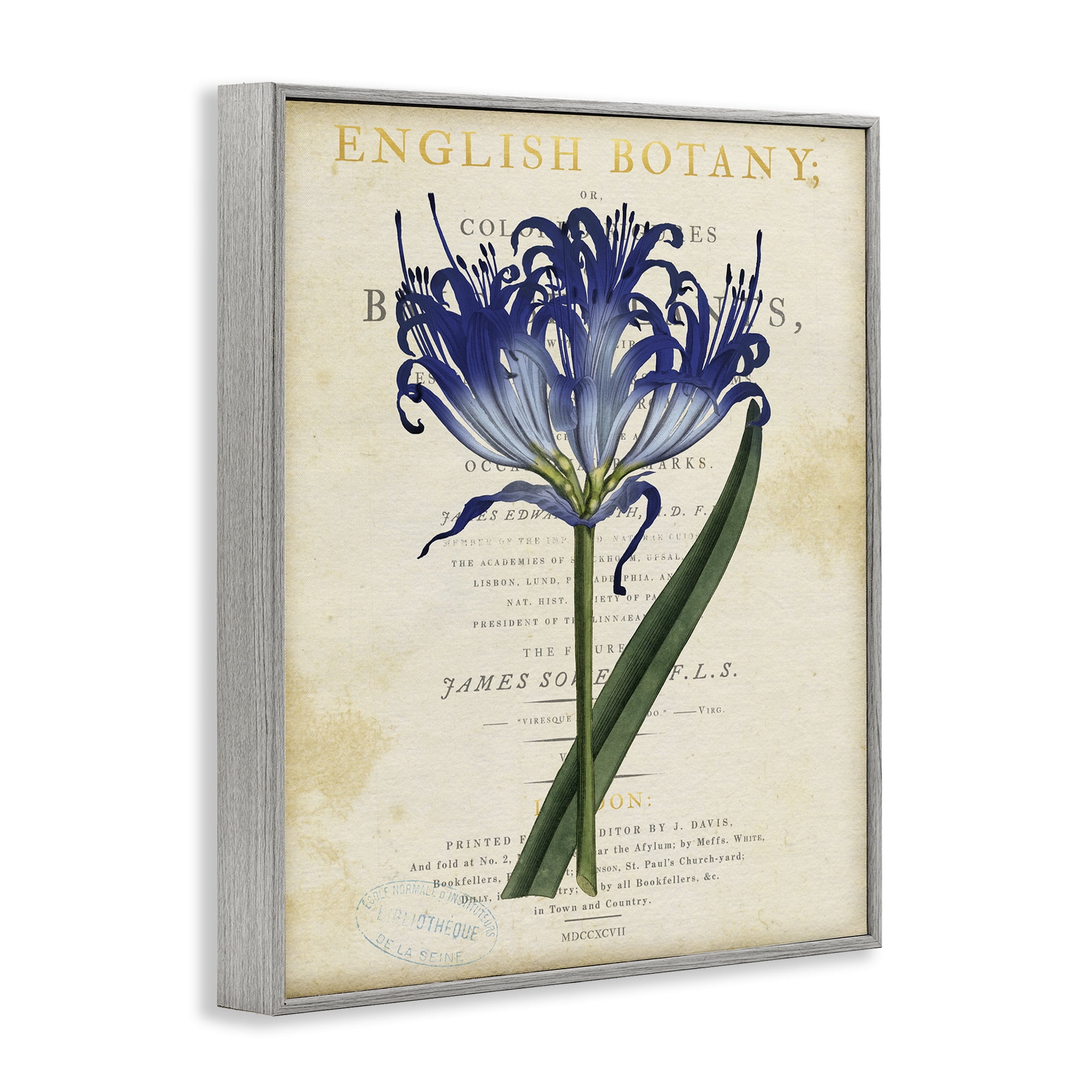 Stupell Industries English Botany Blue Floral Gray Framed Giclee Art, design by Susan Arnot