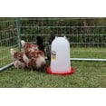 thumbnail image 4 of Little Giant 3 Gallon Poultry Drinker 2-Pack Gravity Fed Chicken Waterer Red Base, 4 of 7