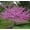 Redbud, variant on Live Tree Seedling for Planting - Grow Live Tree Plants - No Ship to California (Redbud)