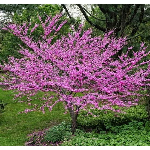Eastern Redbud Tree Seedlings for Planting - Amazing Pink Spring Flowers - No Ship to California (4 Seedlings)