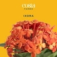 thumbnail image 4 of Island Blooms by Costa Farms 36" Tall Ixora, Direct Sunlight, Live Flowering Outdoor Plant, 4 of 8