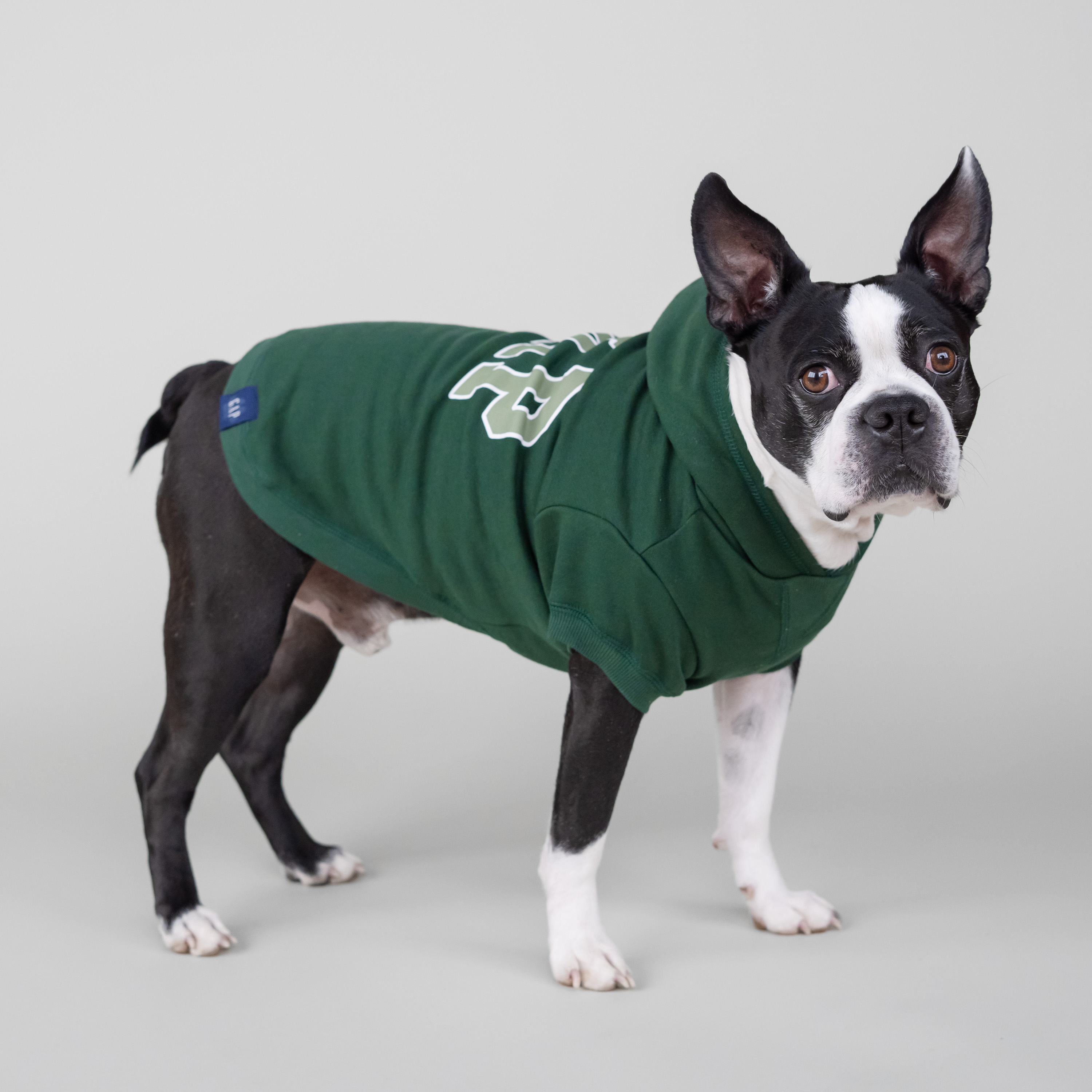 Gap Pet Dog Clothes, Classic Gap Logo Pet Hoodie, Green, Large