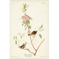 thumbnail image 2 of Audubon, John James 23x32 Gold Ornate Wood Framed with Double Matting Museum Art Print Titled - Pl. 195 Ruby-crowned Wren, 2 of 4
