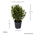 thumbnail image 4 of Expert Gardener August Beauty Gardenia (2.5 Gallon) White Blooming Evergreen Shrub - Full Sun Live Outdoor Plant, 4 of 6