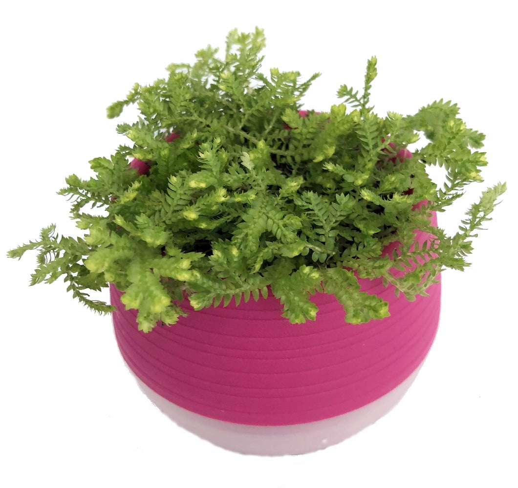 Miniature Fern in 2.5" Pink SelfWatering Pot