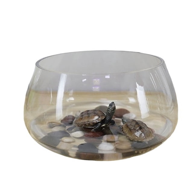 Glass circular household transparent small desktop turtle jar