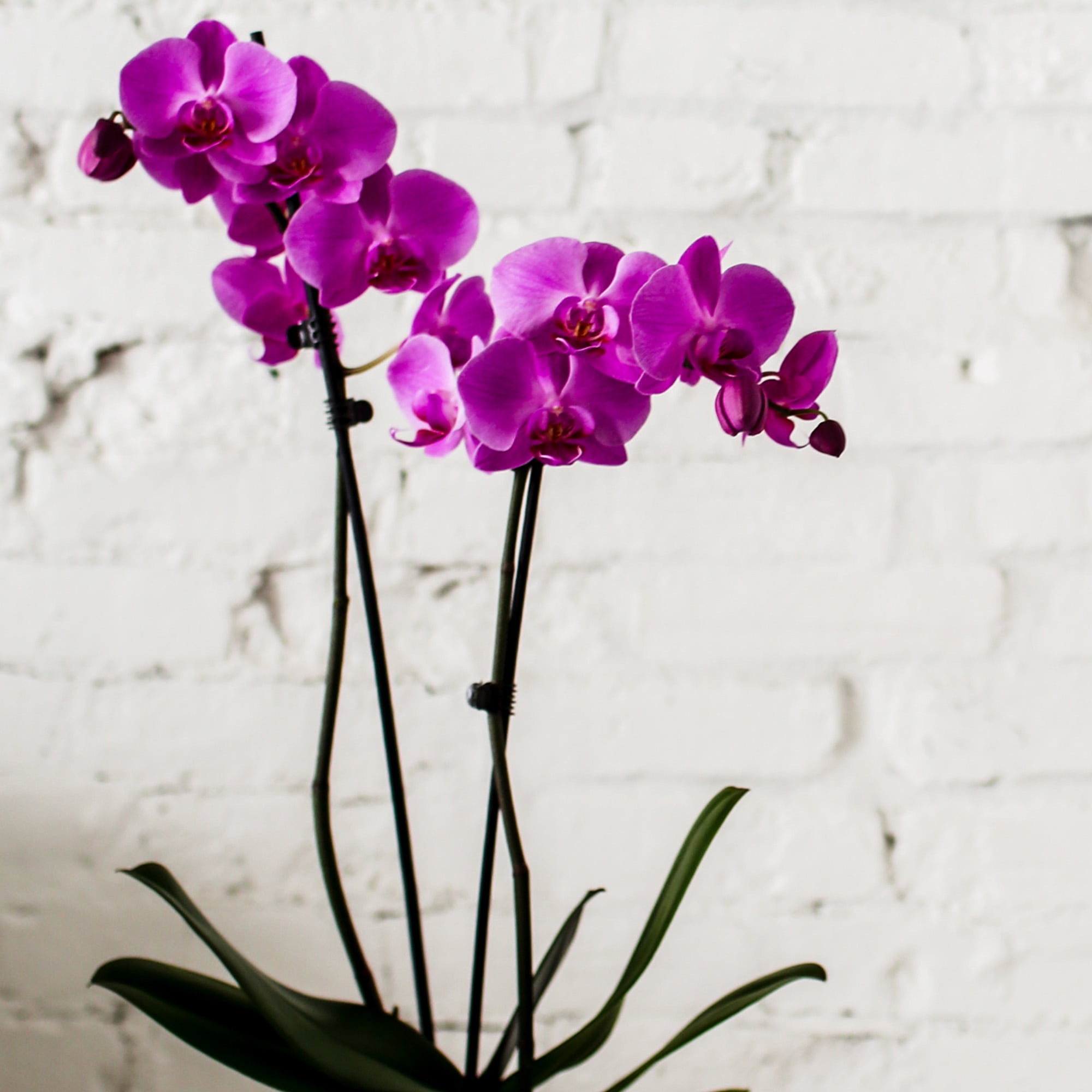 Just Add Ice 16-30" Pink Premium Orchid Live Plant in 5" Grey Ceramic Pot, House Plant