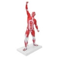 thumbnail image 1 of Modelo de músculos humanos, modelo de sistema muscular de 50 cm, modelo de estructura muscular, modelo de músculos, solución innovadora, 1 of 8