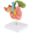 thumbnail image 1 of figatia Lifesize Human Pancreas Duodenum Gallbladder Model with Vessels & Nerves, School, 1 of 8