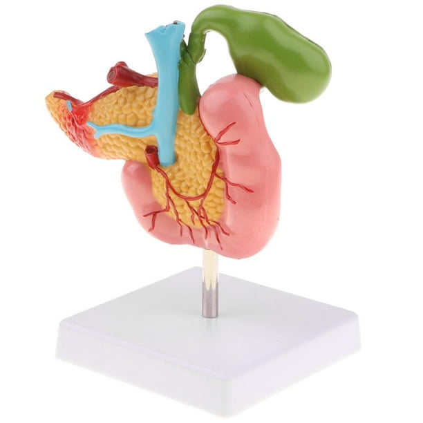 Modelo de páncreas, duodeno y vesícula biliar a tamaño real con vasos y nervios, base de soporte, ideal para material escolar.