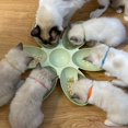 thumbnail image 5 of Cat Bowls Cat Food Water Bowls Dishes Multi-Cat Feeder 6-Meal Kitten Food Bowl Multiple Cat Dinner with 6 Cat Bowls Kitty Cat Bowls Set Double Feeding Bowl Litter Food Feeding Weaning Feeder, 5 of 6