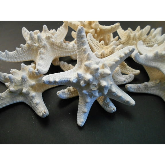 24 White Knobby Starfish 2-3" Beach Wedding Decor Nautical Crafts Hobby REAL