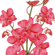 20 Red Big White Dyed Orchid Flowers- Beautiful Fresh Cut Flowers- Express Delivery
