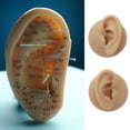 thumbnail image 1 of facefd Silicone Ear Model Simulation Piercing Tool Ear Display Three-Dimensional for Teaching Instruction Acupuncture Left Ear/Rack, 1 of 9
