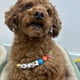 thumbnail image 5 of Collar de Cuentas Personalizado para Perro, Collar ExtraíBle, Bonitos Collares de Cuentas de Colores para Mascotas, Collar de IdentificacióN para Perros., 5 of 5