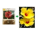 thumbnail image 4 of Live Yellow Hibiscus Plant Cuttings 4 PK (1 Pp Each 2"-4" Long) Full Sun, 4 of 7