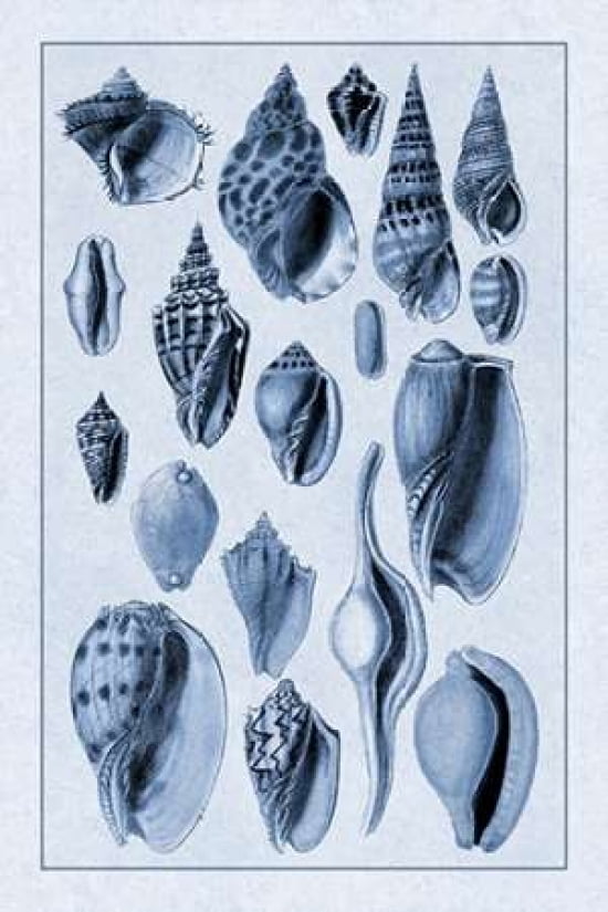 Shells Trachelipoda