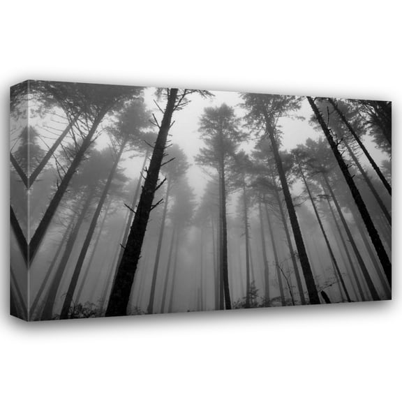 Brian Moore 18x13 Gallery Wrapped Canvas Wall Art Titled - Redwoods II