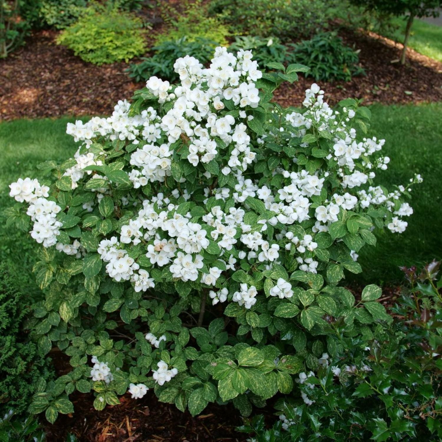 Proven Winners ColorChoice 5" White Illuminati Sparks Mockorange Live Plant in 4.5" Pot (4 Count)
