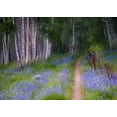 thumbnail image 2 of Rotenberg, Nancy 14x11 White Modern Wood Framed Museum Art Print Titled - CO, Crested Butte Fenced trail through lupine, 2 of 4
